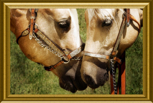 Beau and BJ - Photo by Bethany of Rouge Studio in Howell, MI