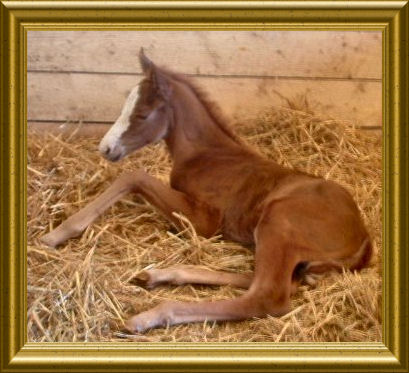 foal