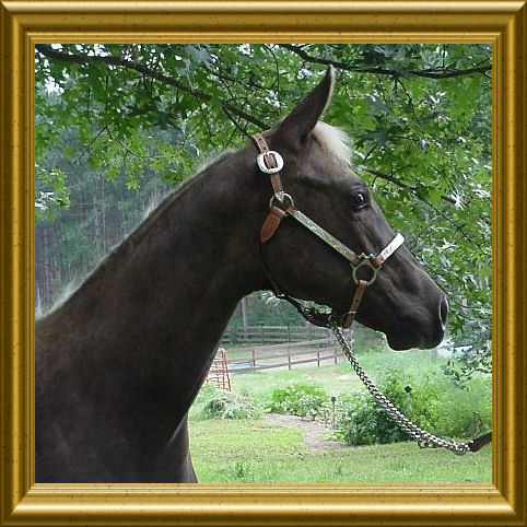 2000 Kelty as a weanling